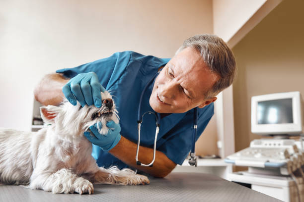 Best Broken or Cracked Tooth Emergency Dentist in Ridgeway, AK